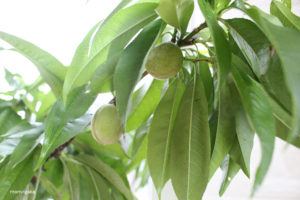 桃収穫2ヶ月前