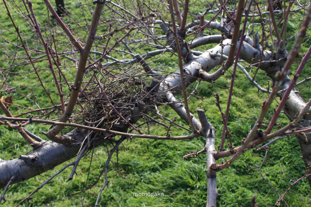 桃の木の間に鳥の巣