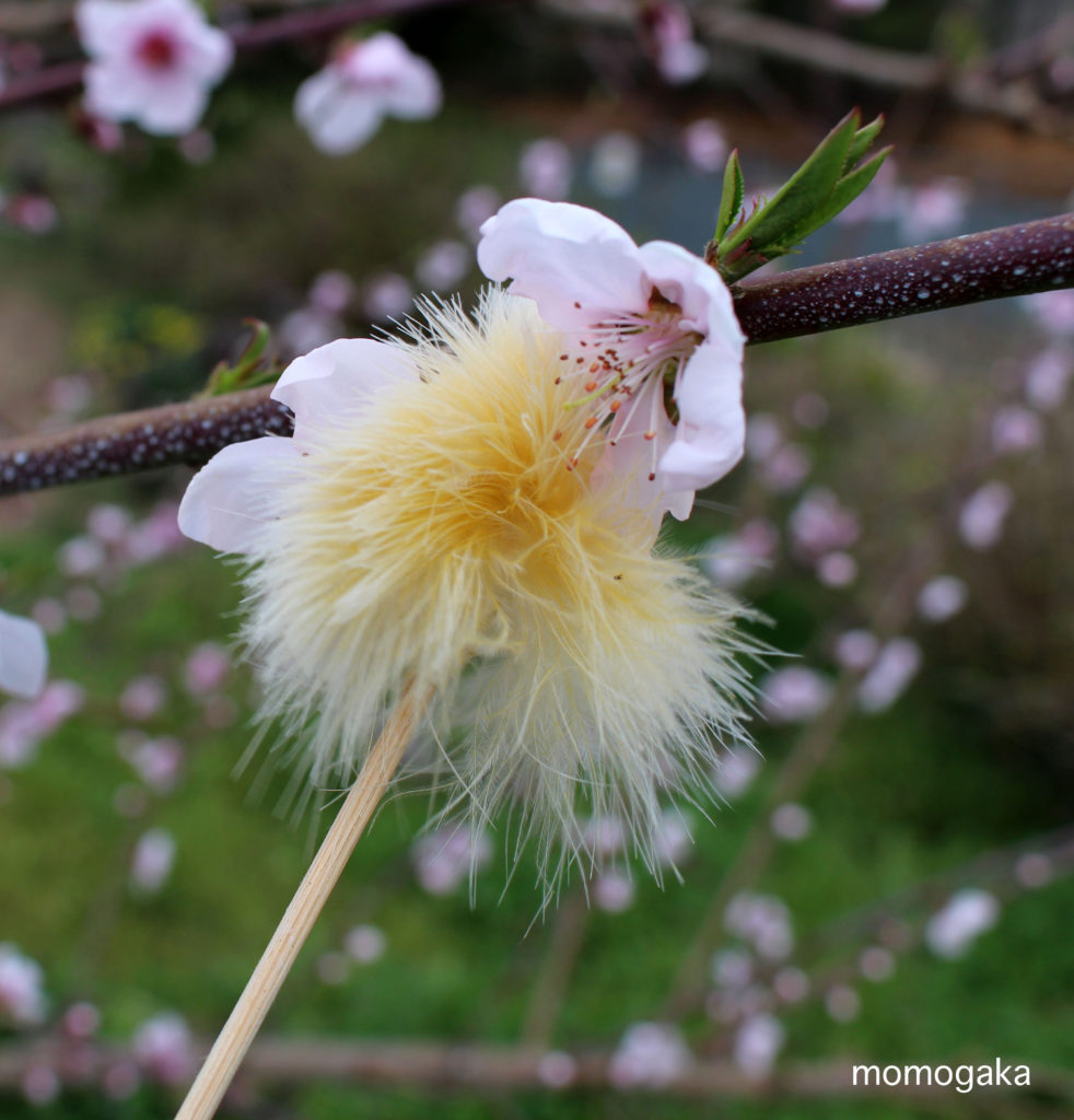 川中島白桃の花に軽く触れる