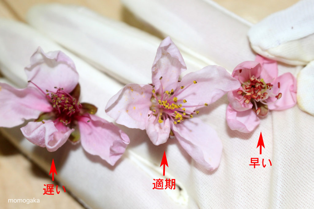 右は風船状に膨らんだ蕾、中央が開花直後、左は開花から５日以上経過した花
