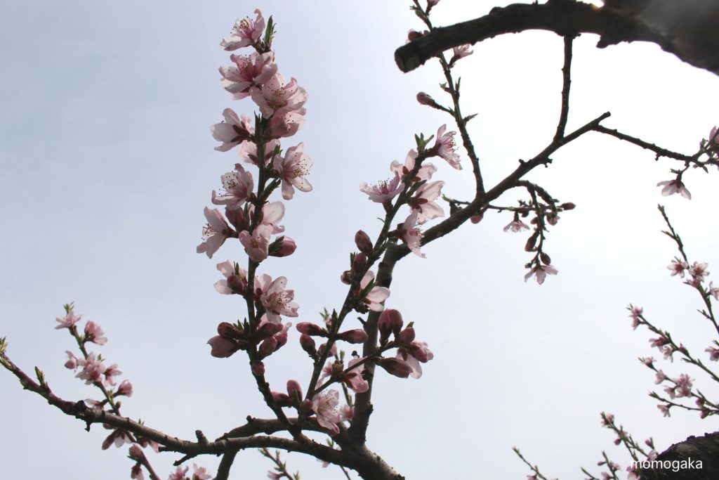 摘蕾を見落としたり、甘かった枝の桃の花が開花。摘花して花粉採取する