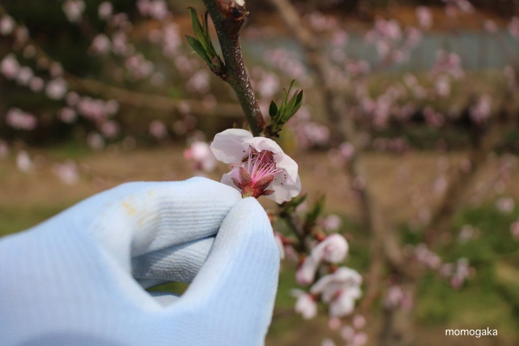 川中島白桃の花に直接擦り合せる