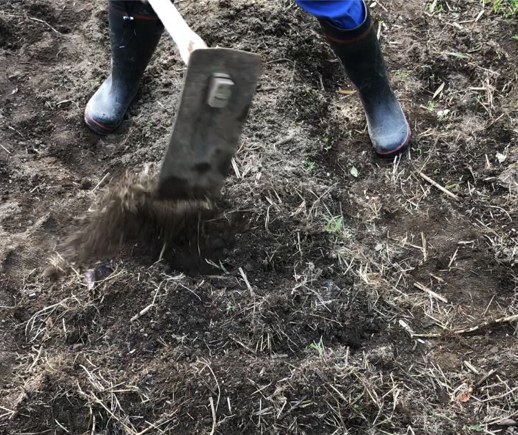鍬で表土を耕しよく混ぜ合わせる。