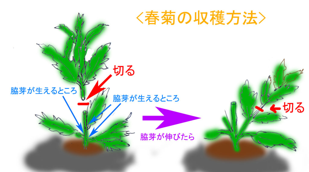 春菊の収穫方法